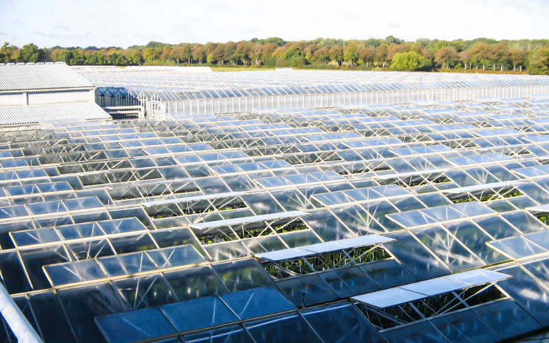 Rows of greenhouses (also known as glasshouses)