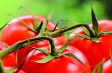 Tomatoes grown with natural gas fueled CHP system